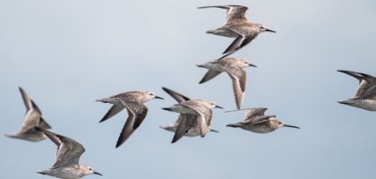 PROJETO AVES MIGRATÓRIAS DO NORDESTE